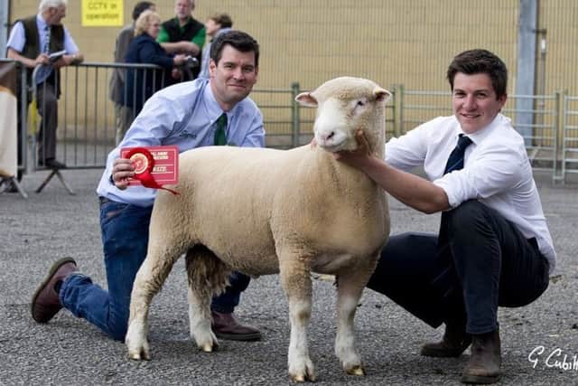 Best Ram lamb or Shearling Ram within Signet, Sponsored by Signet Breeding Services. D W. Rossiters Huish Action with Sam Boone and Richard Rossiter