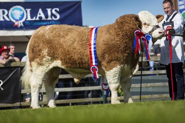 Supreme champion at the 150th Balmoral Show was Ranfurly Impeccable ET from WD and JD Hazelton, Dungannon. He also won the junior and male championship awards. Picture: MacGregor Photography