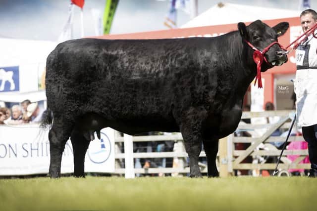 Winner of the Aberdeen Angus senior cow class was Iain Colville's Cheeklaw Peonyh N456. Picture: MacGregor Photography