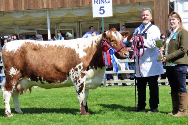 Irish Moiled Breed Champion was won by Robert Boyle with his senior cow Milltown Pink Lady included in photo is Judge Valerie Orr