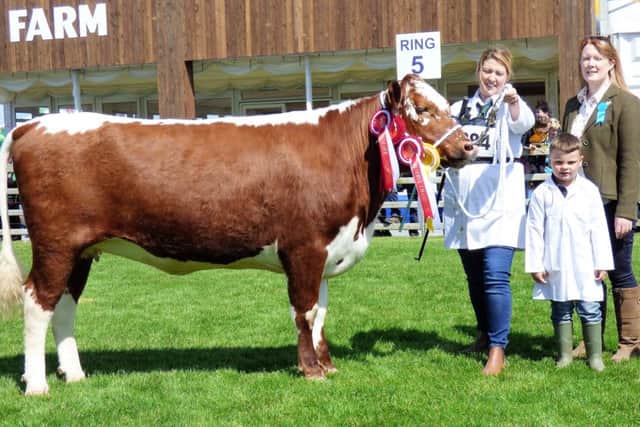Reserve Champion Irish Moiled was won by Albert and Jacqueline Baxter with their senior heifer included in photo is handler Judith Baxter, grandson Alfie and Judge Valerie Orr