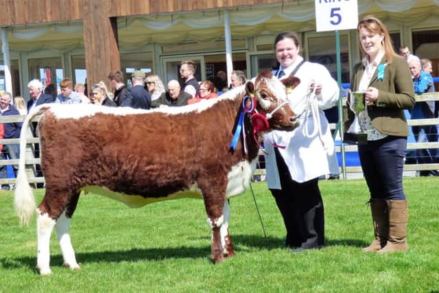 Junior Irish Moiled Champion was won by Caroline Lyons with her junior heifer.  Included in photo is Judge Valerie Orr.