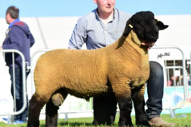 1st prize Ram   Lamb, Male Champion & Reserve Overall Champion from M Priestley.JPG