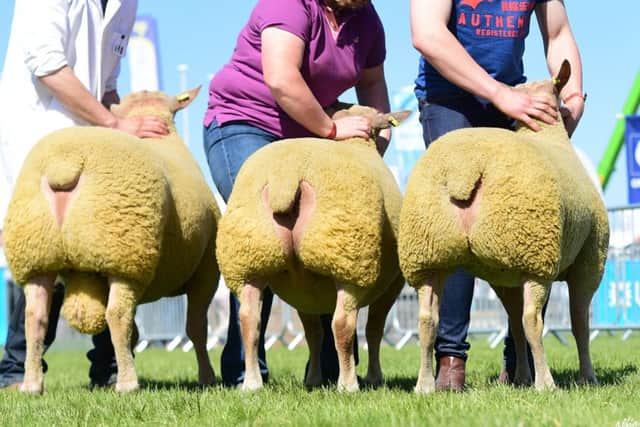 1st Prize Breed Group of Three shown by Lornbrook Flock