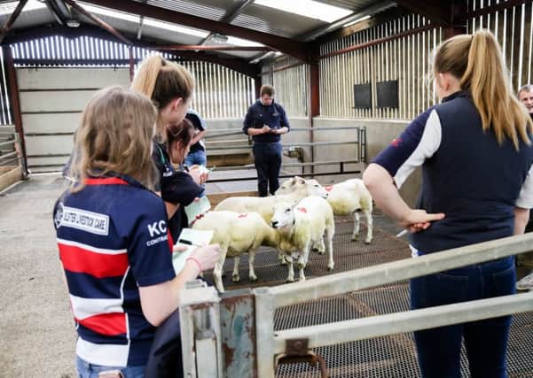 YFCU members are pictured taking part in the 2017 Northern Ireland sheep judging finals