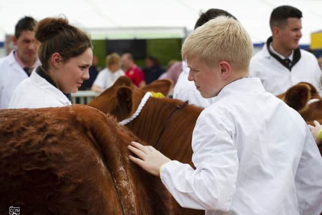 Andrew Hamill judges the class of Limousin heifers