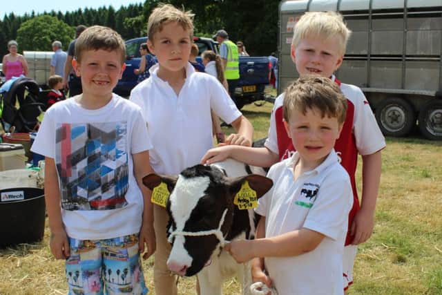 Getting up close to a young heifer calf at Armagh Show 2018: Harry McCammond, Markethill; Freddie Clarke, Markethill; Oliver Jennett, Markethill and William Morton, Maghery Holsteins