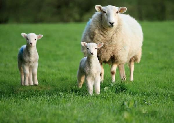 There has been a large loss of lambs in 2018