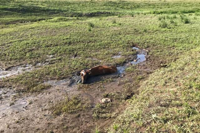 The cow which became bogged down in the reservoir
