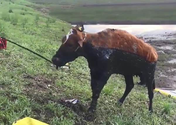 The cow is rescued from the reservoir