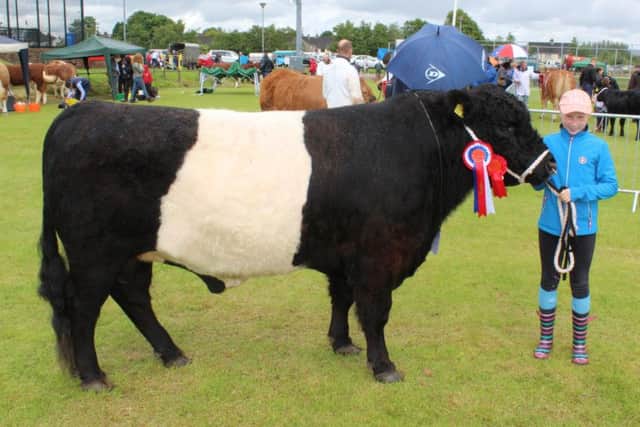 Rachel Moorhead, from Liscolman, Ballymena, with Firecracker, the Belted Galloway Champion at Ballymena Show