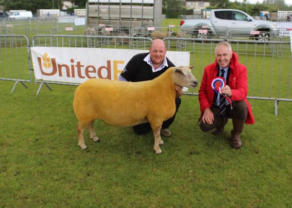 United Feeds' Sam Watson congratulates William McAllister, from Kells, on winning the Sheep Inter-Breed championship at Ballymena Show