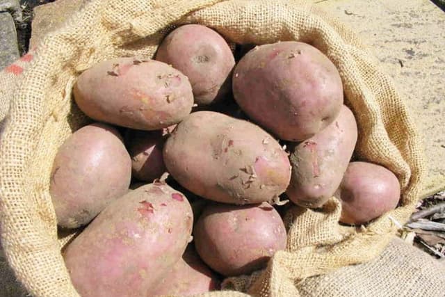 Spud Origin The humble spud has always been star of the plate across the province