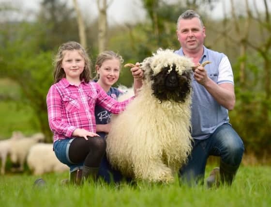 The first Valais Blacknose sale is set to take place on Friday evening 27th July at Balmoral Park, Lisburn. For catalogues contact the auctioneers JA McClelland & Sons 02825633470