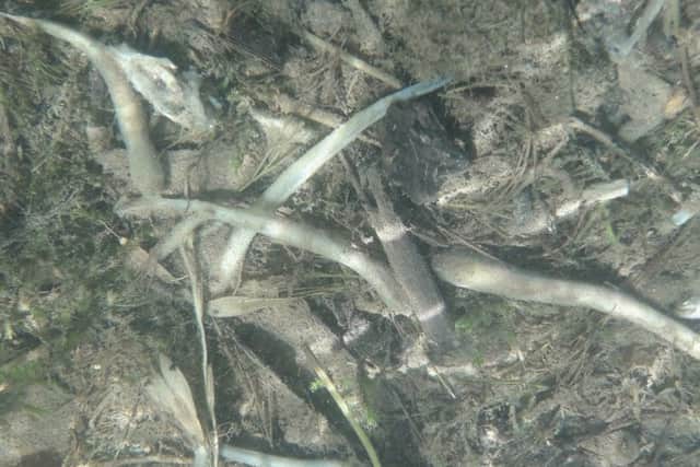 Dead Lamprey in the Ollatrim River