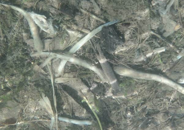 Dead Lamprey in the Ollatrim River