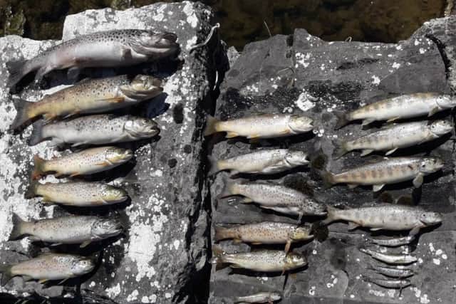 Salmon and trout killed on Ollatrim River