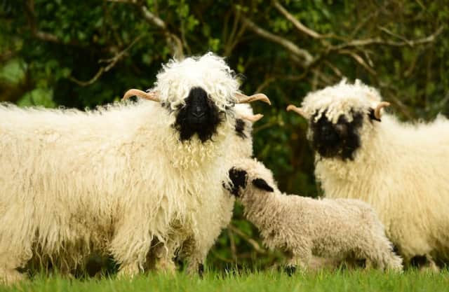 The export sale of Valais Blacknose sheep takes place on Friday 27th July, 7.30pm at Balmoral Showgrounds, Lisburn.