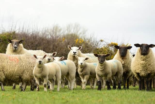Some of the Charollais X lambs on David Cromie's Farm with their Suffolk/Cheviot Mothers