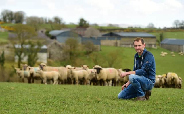 David Cromie with his 7 week old Charollais X lambs at beginning of April