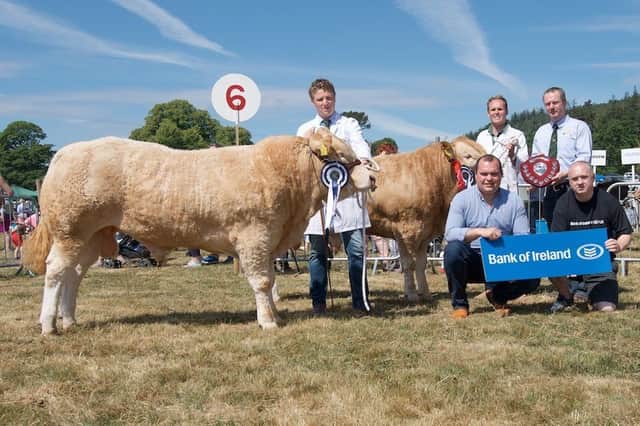 Bank of Ireland Calf Champion Silverwood Ned and Reserve Silverwood Noble with brothers Colin and Neil McKnight. Included are Richard Primrose, head of Agri-Finance and Declan Maginn, business advisor at Bank of Ireland and David Gibson NI Club Chairman.