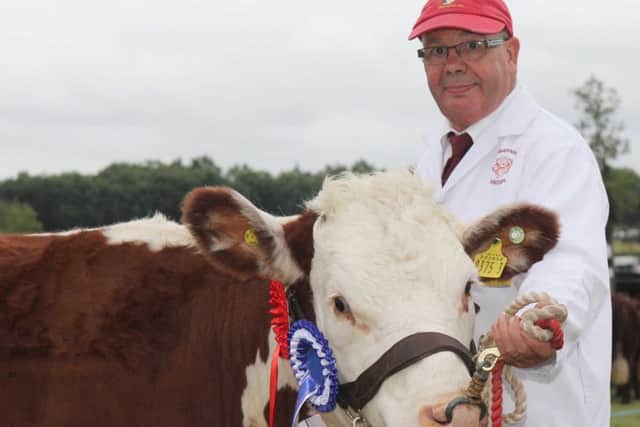 Robert Montgomery exhibited the reserve Hereford champion Magheraknock Nadia owned by David Smyth, Ballynahinch. Picture: Julie Hazelton