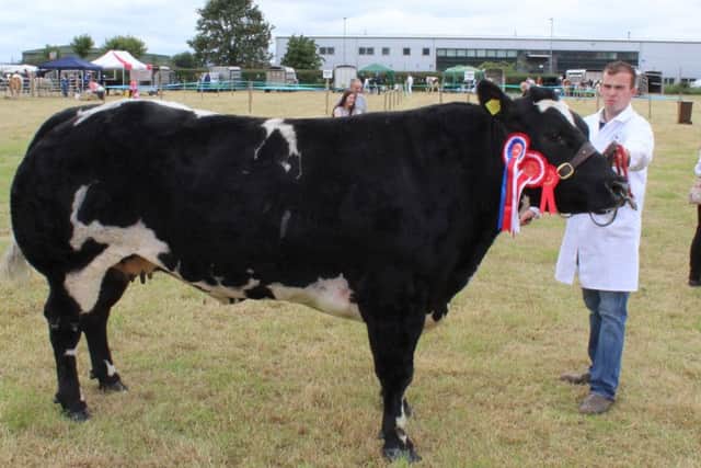 Anthony McGuinness, from Eglinton, with the Beef Inter-Breed Champion at Limavady Show 2018