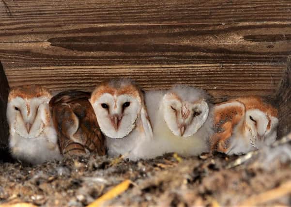 The five barn owl chicks born near Crumlin; the largest brood ever recorded here, all thanks to the efforts of a passionate volunteer who offered them additional food throughout the harsh winter.