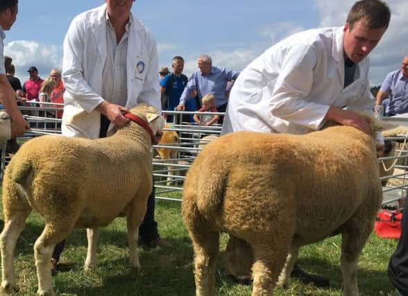 Mull competing in the Continental Final at Clogher Show