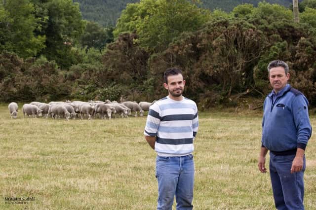 Aaron and Dad Leo with their flock of Dorset ewes.