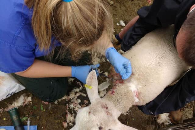 A vet stitches the wounds on a lamb caused by dogs