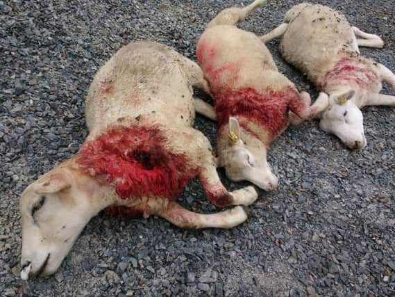 Three dead sheep after attack by dogs in Co Down