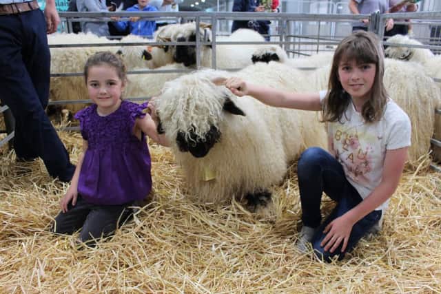 Eve and Vanessa Ringland, Katesbridge were two of the youngest purchasers at the first sale of Valais Blacknose to be held in Ireland on behalf of Richard and Selina Beattie