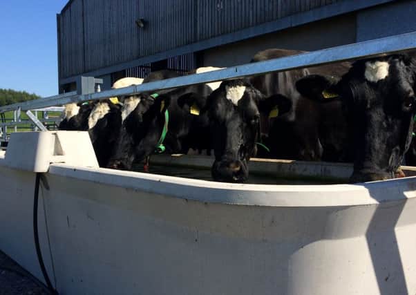 Cows at Moore Concrete 500G Drinkers outside the milking parlour at AFBI Hillsborough