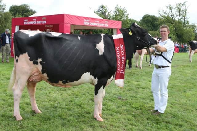Philip Jones from Co. Wexford has won Diageo Baileys Champion Junior Cow the Virginia Show recently with his cow Hallow Attwood Grace.
