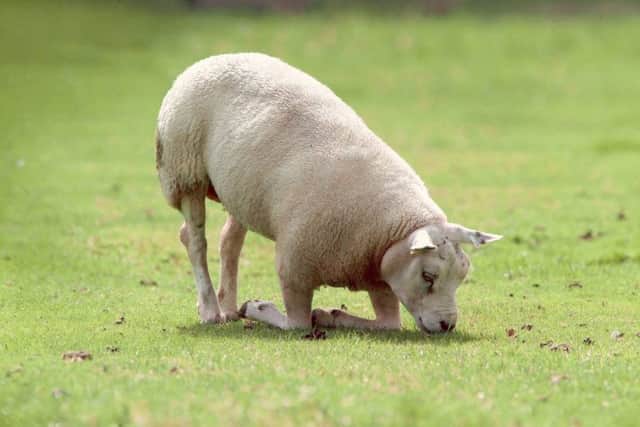 An all too common picture of a lame sheep