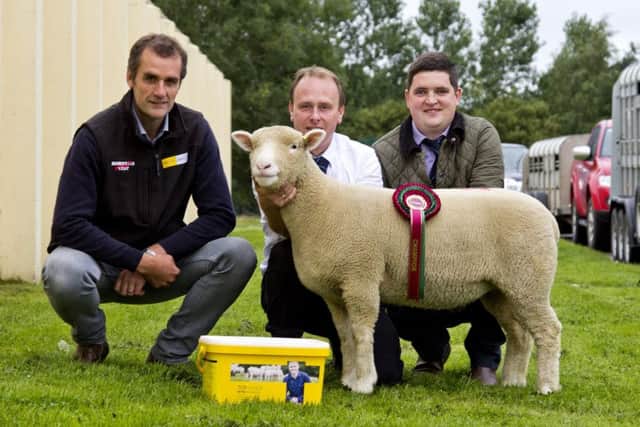 Show Champion ewe lamb owned by Cameron Carson and shown by William Carson with judge Samuel Caldwell.