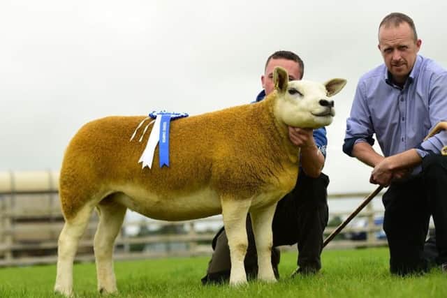 The Bank of Ireland Reserve Champion, a Shearling Ewe from Andrew Fyffe Fairywater Texels at Balmoral Maze Sale.