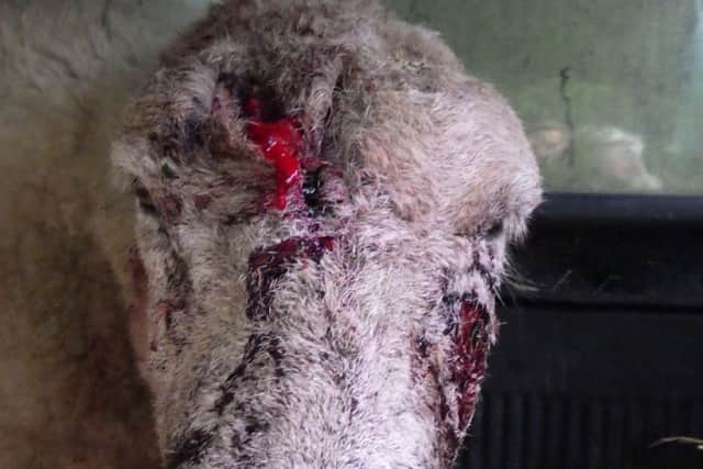 Horrific injuries to the sheep