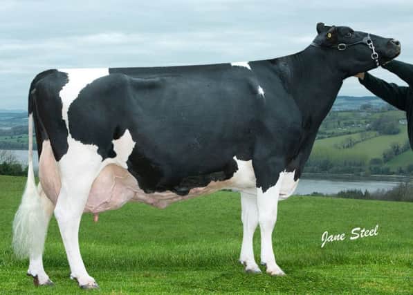 Prehen Goldwyn Froukje ET EX94 (4) 22* LP90 SP, bred by Robbie and Stuart Smith, Londonderry, has been nominated for the prestigious 2018 Global Cow Award. Picture:Jane Steel