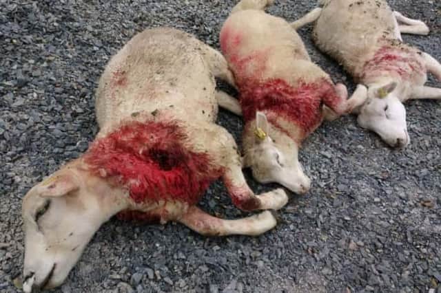 Sheep after attack by dogs