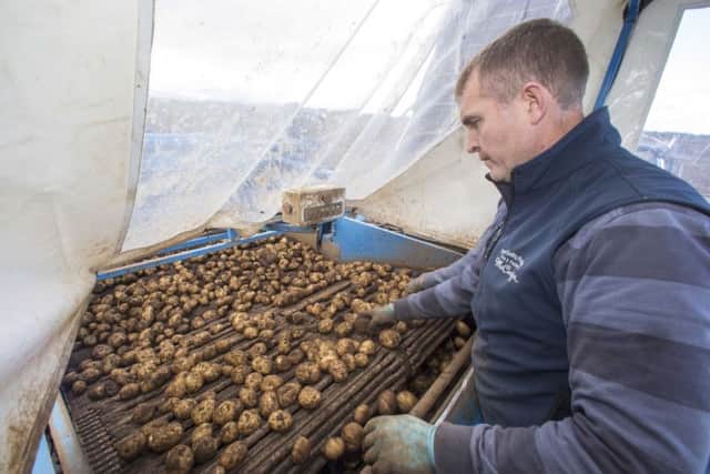 Mark McCurdys family grow 130 acres of potatoes every year, supplying outlets from Bushmills to Crumlin.PICTURE STEVEN MCAULEY/MCAULEY MULTIMEDIA