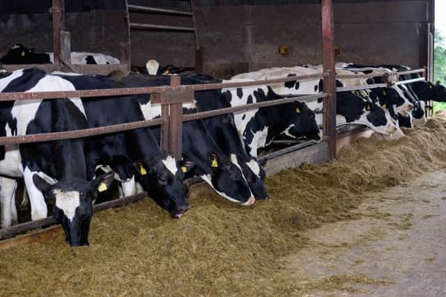 Some of the GMS bred heifers on Andrew Reids farm at Lisburn. Photograph: Columba O'Hare/ Newry.ie