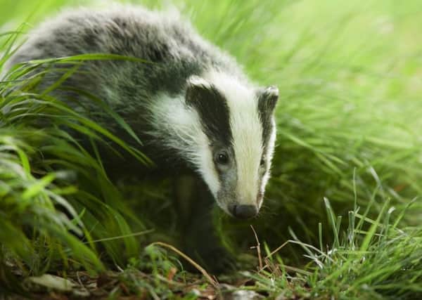 European badger (Meles meles), young cub foraging in daylight, England, UK