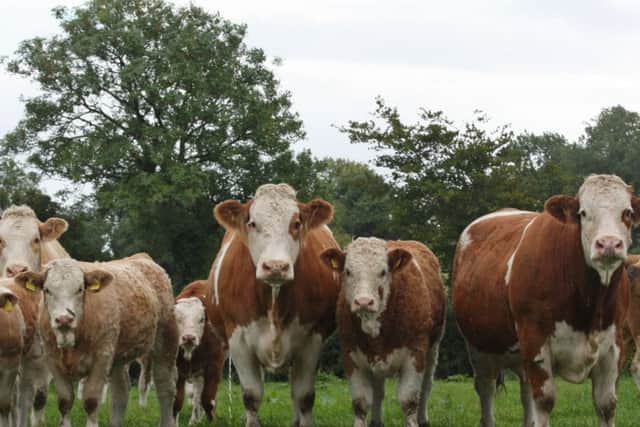 Dungannon Farmers' Mart is the venue for the NI Simmental Club's autumn show and sale on Friday 5th October. The sale features 5 bulls and 22 females, including the major reduction of Adrian Richardson's noted Cleenagh Herd.