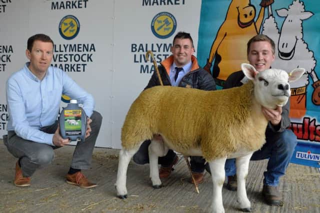 Tullivin Growvite Champion at the NI Ireland Texel Breeders Club Show and Sale in Ballymena from Barclay Bell and Sons Kiltariff.  Jonny Bell accepts the rosette from Sponsor John Gribben and judge David Chestnutt.