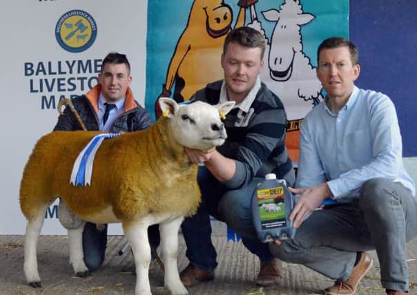 Andrew Fyffe, Fairywater Texels, accepts the Tullivin Growvite Reserve Champion Rosette from Sponsor John Gribben and Judge David Chestnutt at the NI Texel Co Antrim Club Show & Sale in Ballymena.