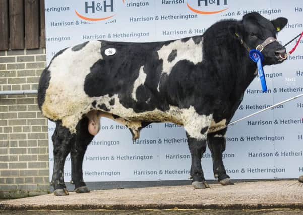 The top call at Border British Blue Clubs 29th annual autumn show and sale at Borderway Mart, Carlisle on Friday, October 5th 2018 came for the reserve male champion, Droit Luke ET, (lot 19) a black and white, two year old son of the Dafydd DOchain IS SR and Droit Frisky ET flush. He was shown by Richard J Mowbray, from Newtownstewart, Northern Ireland and was knocked down for 5,200gns to Messrs Baillie, Kirkcowan, Newton Stewart