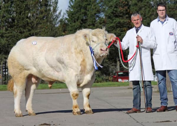 Reserve champion at the NI British Blue Club's Dungannon show and sale was Greenfield Lancer exhibited by Basil Dougherty, Kircubbin. Picture: Julie Hazelton