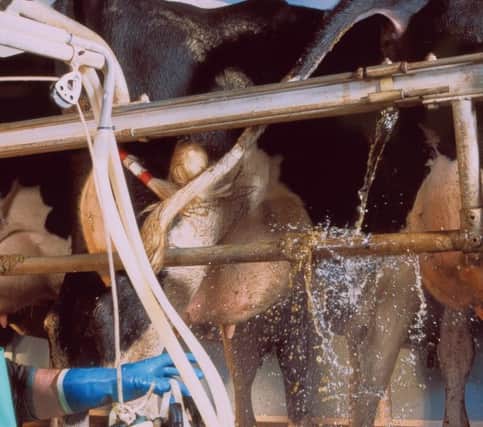 Dairy farmers are at increased risk of contracting  leptospirosis